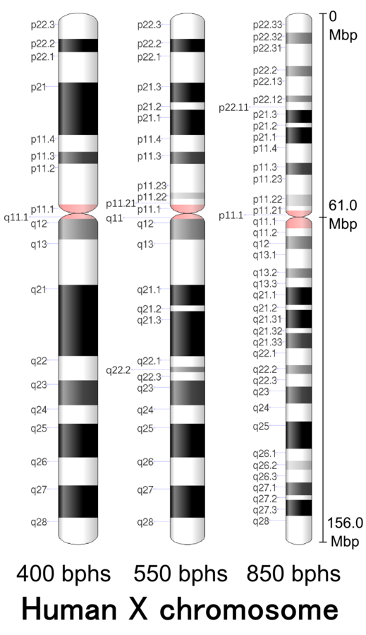G-banding patterns of human X chromosome in three different resolutions (400,[28] 550[29] and 850[4] Band length in this diagram is based on the ideograms from ISCN (2013).[30] This type of ideogram represents actual relative band length observed under a microscope at the different moments during the mitotic process.[31]