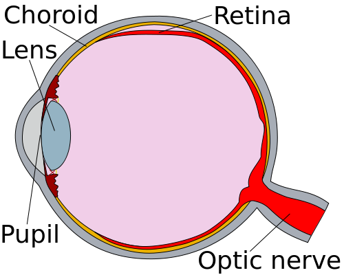 File:Human eye cross section detached retina.svg