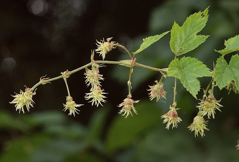 File:Humulus lupulus 070805.jpg