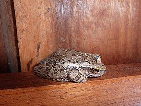 Hyla sp1 RanoPiso 1001 3.JPG görüntüsünün açıklaması.