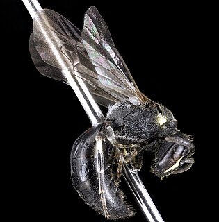 <i>Hylaeus schwarzii</i> Species of bee