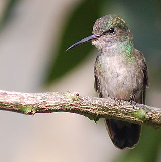 <span class="mw-page-title-main">White-chinned sapphire</span> Species of bird