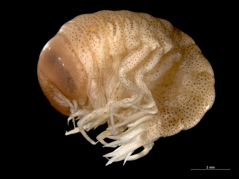 File:Hyperia galba.jpg