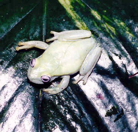 Tập_tin:Hypsiboas_punctatus.jpg