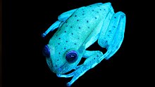 Fluorescent polka-dot tree frog under UV-light Hypsiboas punctatus fluorescente.jpg