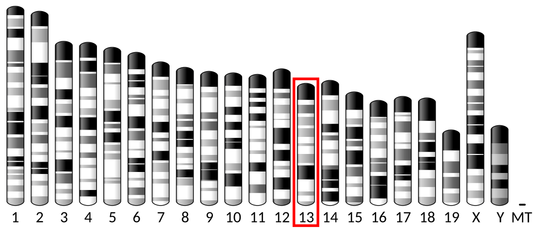 File:Ideogram house mouse chromosome 13.svg