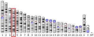 Endothelin A receptor Protein-coding gene in the species Homo sapiens