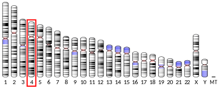 Tập tin:Ideogram human chromosome 4.svg