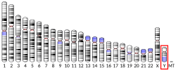 Thumbnail for File:Ideogram human chromosome Y.svg