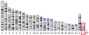 Ideogram human chromosome Y.svg
