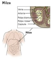 Milza