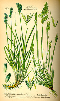 Illustration_Sesleria_albicans0.jpg