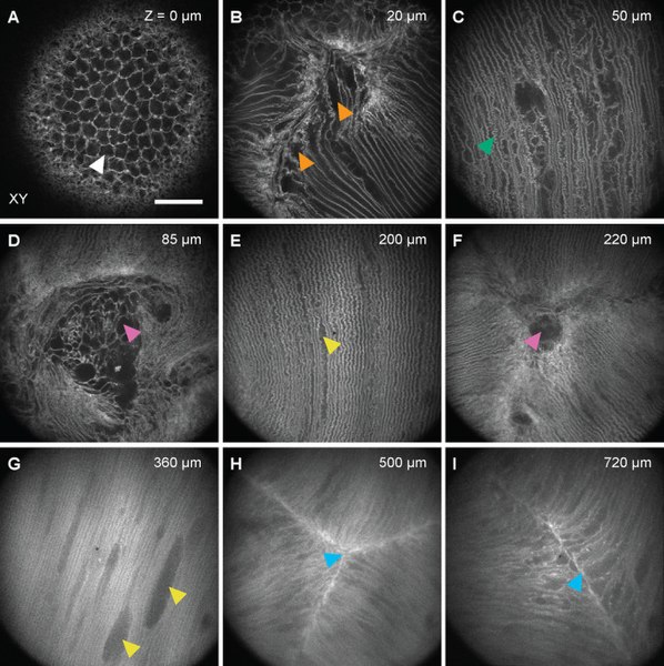 File:In vivo AO 2PFM visualized features of epithelium and fiber cell organization in the mouse lens.jpg