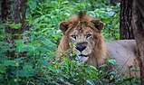 Indische leeuw bij Tyavarekoppa Tiger and Lion Reserve, Karnataka, India.jpg