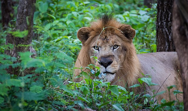 Image: Indian Lion at Tyavarekoppa Tiger and Lion Reserve, Karnataka, India