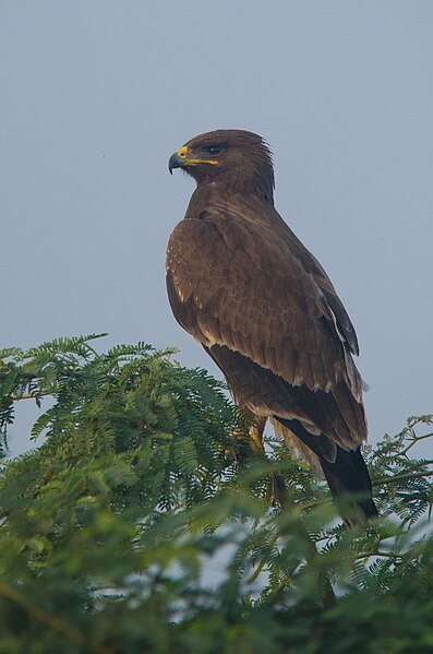 File:Indian Spotted Eagle near Nalsarovar Bird Sanctuary.jpg