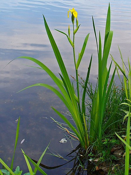 File:Iris pseudacorus 0001.JPG