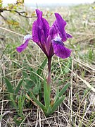 Iris pumila