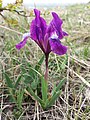 Stânjenel de stepă (Iris pumila)