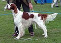 Setter irlandese bianco e rosso