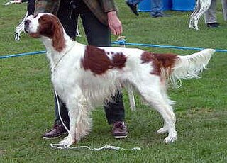 <span class="mw-page-title-main">Irish Red and White Setter</span> Dog breed