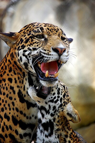 File:Jaguars.JPG