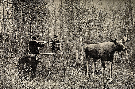 Staged picture of a moose hunt in Norway, date unknown