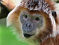 Javan langur.jpg