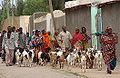 Jijiga people with goats.jpg