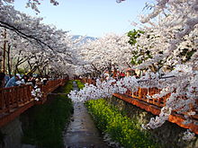 Kirschblütenfest in Jinhae