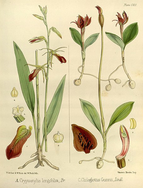 File:Joseph Dalton Hooker - Flora Antarctica - vol. 3 pt. 2 plate 108 (1860).jpg