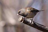 A living Junco hyemalis, or dark-eyed junco Junco hyemalis hyemalis CT2.jpg