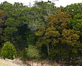 Trees, New Braunfels, Texas