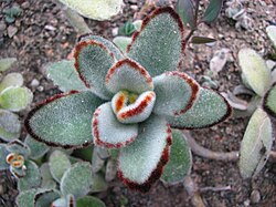 Tūbainā kalanhoja (Kalanchoe tomentosa)