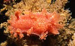 Thumbnail for Tasselled nudibranch