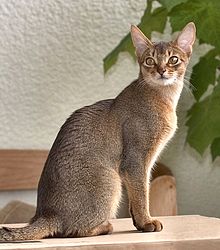 Tabby Cat Simple English Wikipedia The Free Encyclopedia