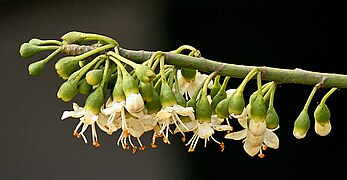 Flowers in profile