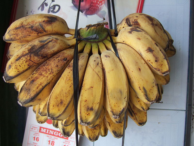 File:Kepok banana Indonesia.JPG