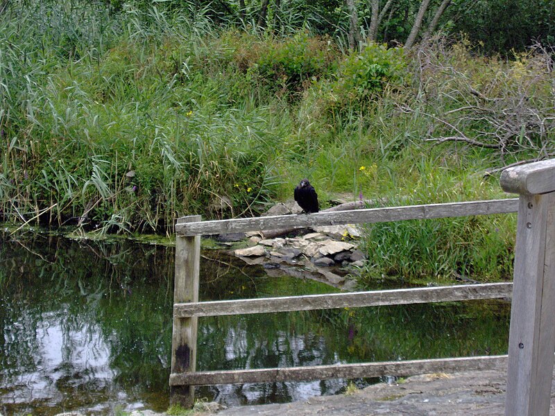 File:Killarney Crow on the lake.jpg