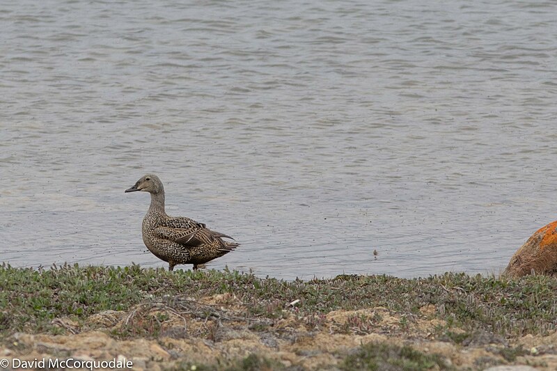 File:King Eider imported from iNaturalist photo 45966474 on 1 January 2024.jpg