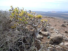 Kleinia neriifolia