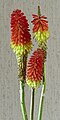 * Nomination Inflorescences of Kniphofia uvaria. --Bff 19:45, 25 June 2023 (UTC) * Promotion  Support Good quality. --Poco a poco 06:41, 26 June 2023 (UTC)