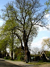 "Wreath of Unity" linden in Kobylanka Kobylanka Wieniec Zgody.JPG