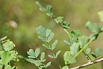 C. arborescens, blad.