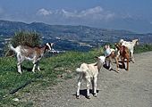 Ziegen (Kreta)