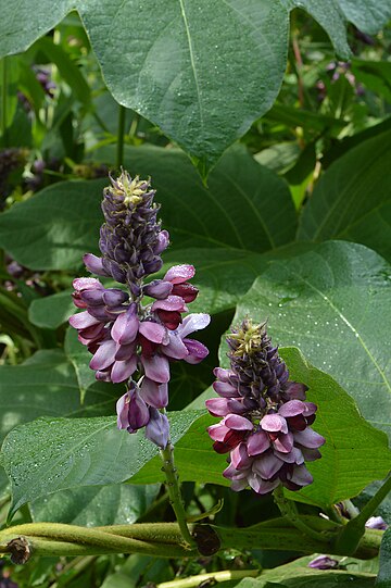 Pueraria lobata