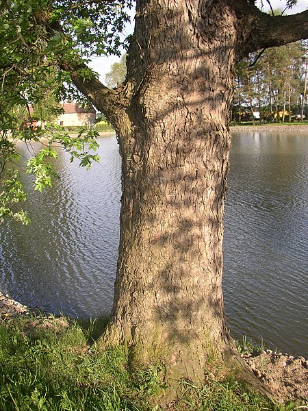 File:Kysice KL CZ Javory v Kysicich Acer saccharinum 067.jpg