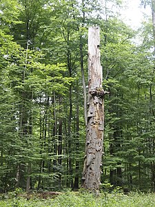 Dead European beech in the Lünsholz nature reserve