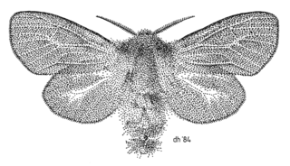 <i>Orophora unicolor</i> Species of moth