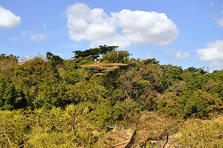 Vegetation in Lowveld National Botanical Garden